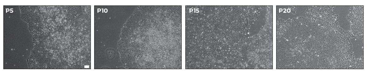 myMATRIX for stem cell research