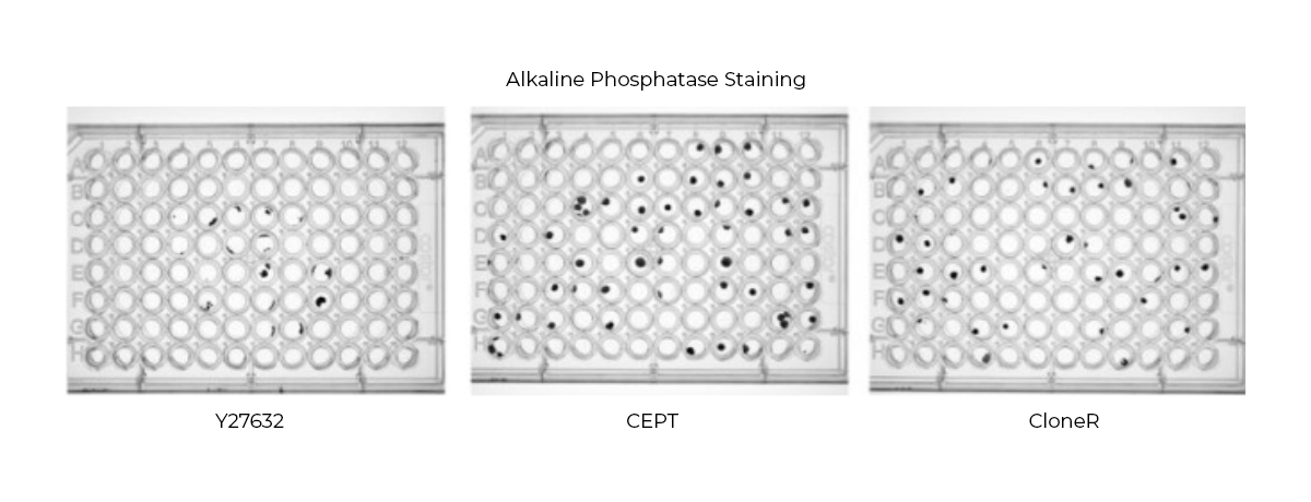 CEPT Cocktail clonal growth of hPSCs