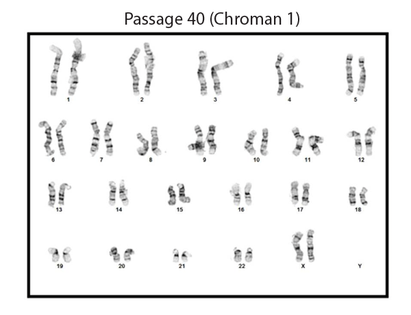karyotyping data chroman 1