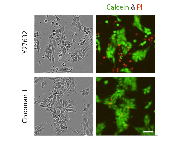 chroman 1 cell staining