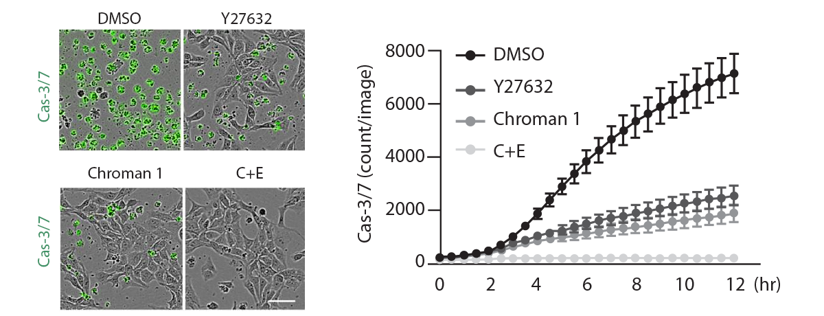 Emricasan single-cell dissociation