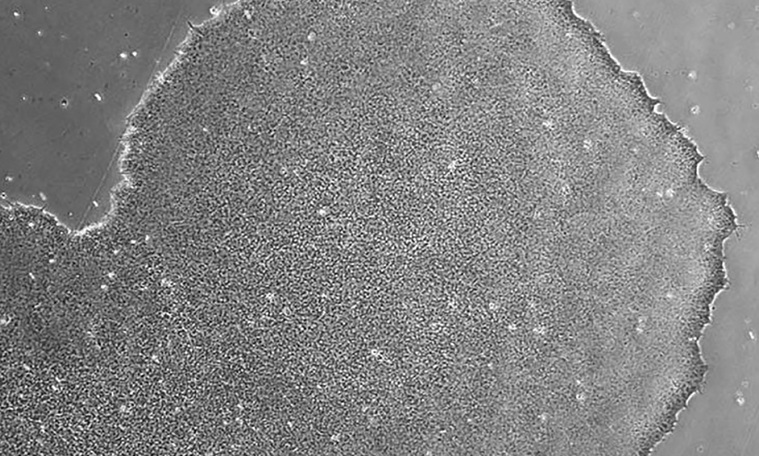 captivate-bio-hESCs-morphology