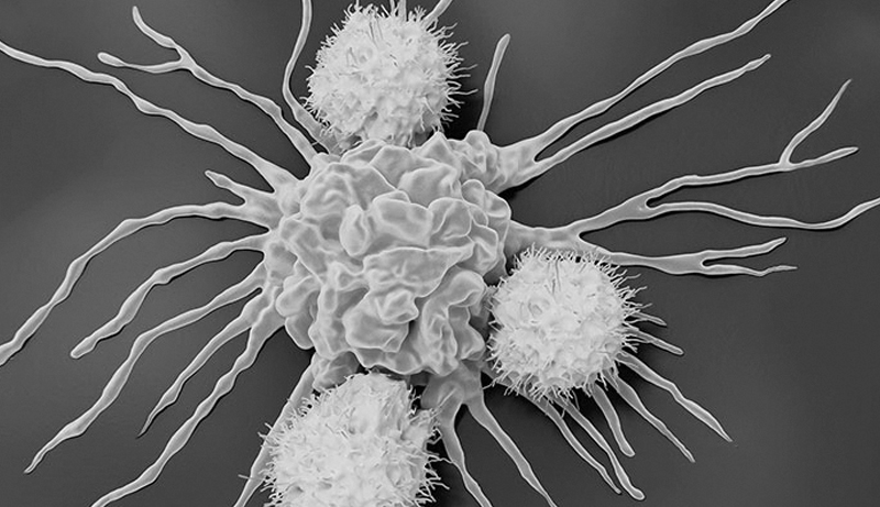 natural killer cells