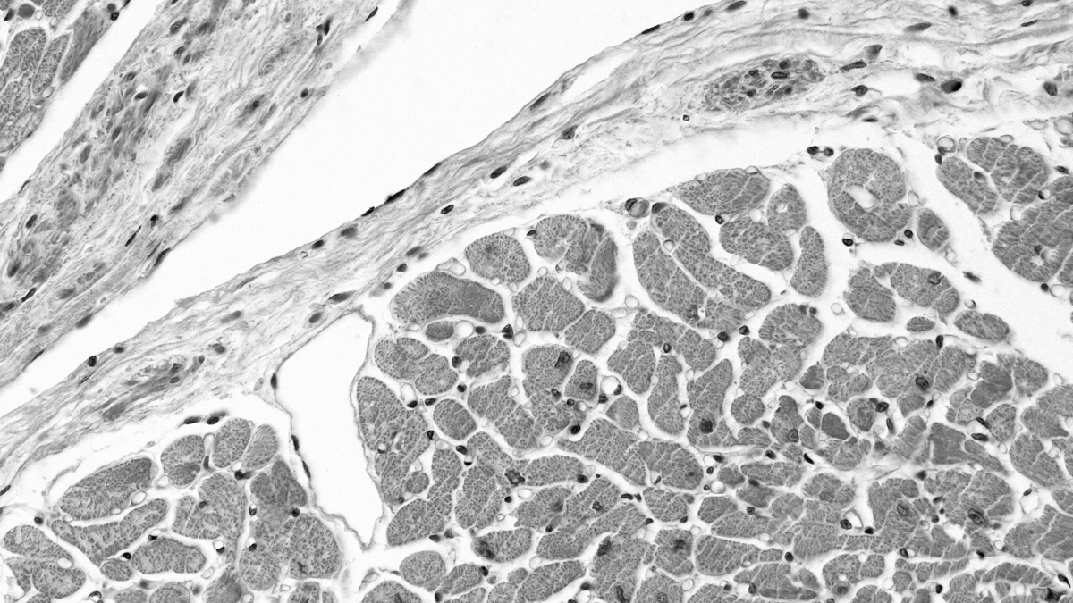 Captivate Bio Cardio Cells