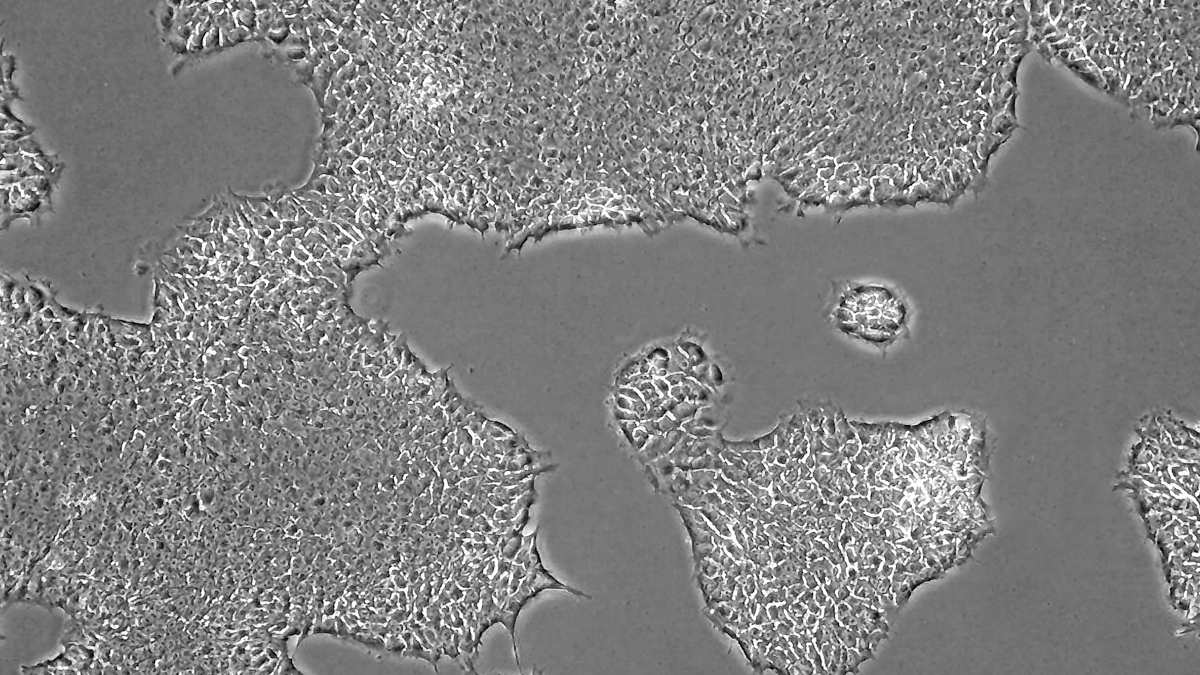 captivate bio ipscs and hpscs