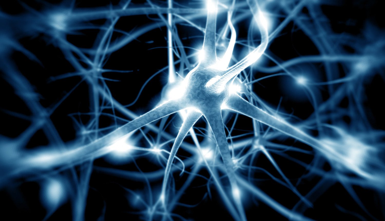 What are neural stem cells, nerve cells