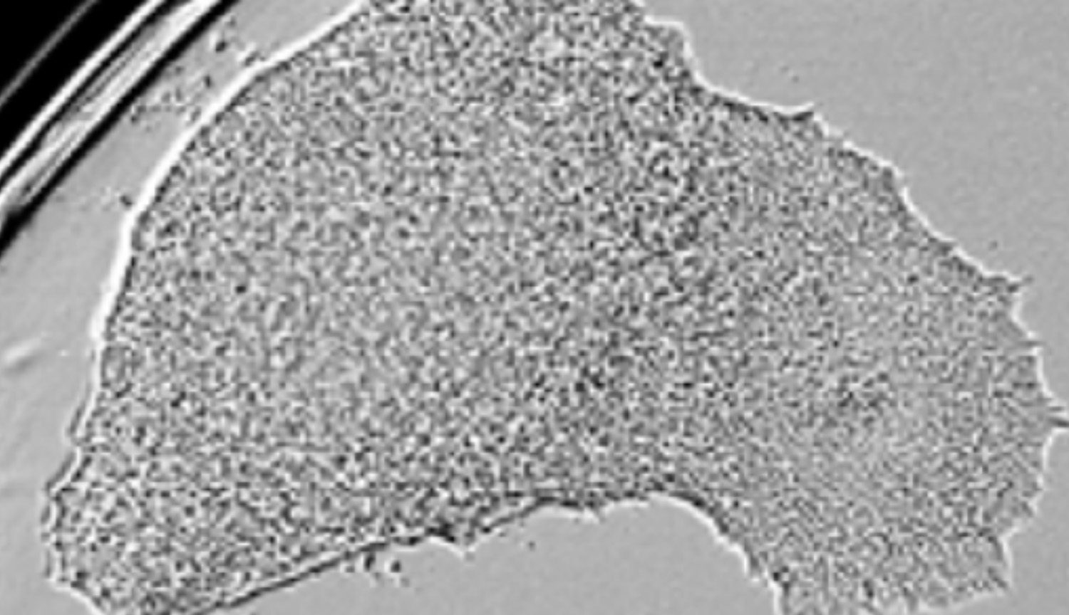 single-cell cloning using cept cocktail