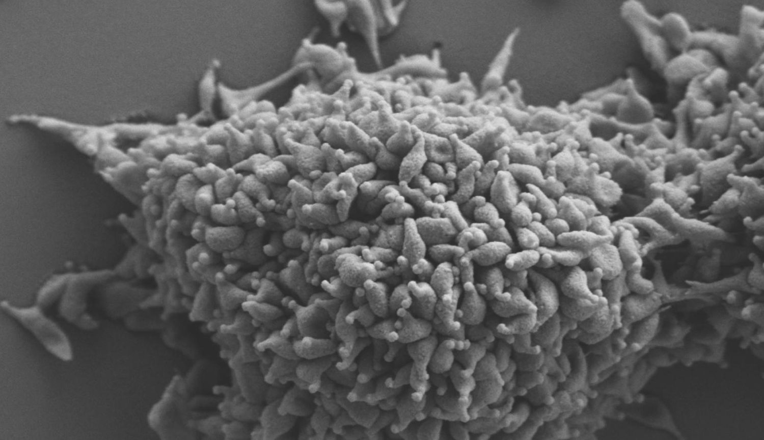 detecting mycoplasma in cell cultures