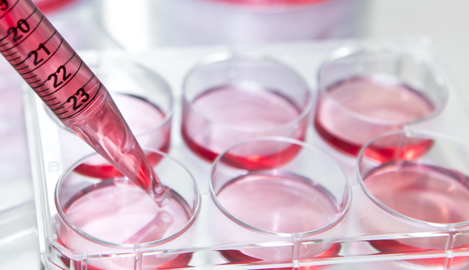 Captivate Bio Cell Culture Media - An Introduction